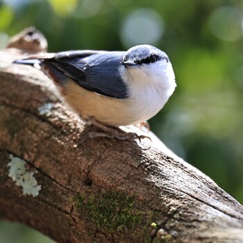 2022年3月7日(月) 西湖野鳥の森公園の野鳥観察記録