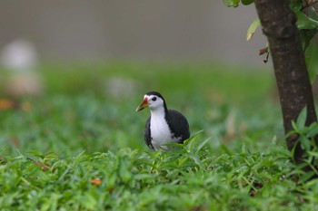 White-breasted Waterhen Chinese garden Sun, 10/8/2017