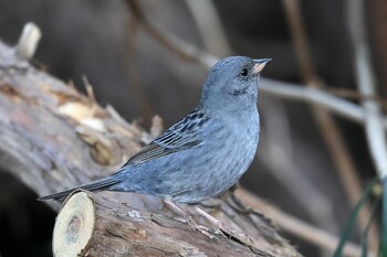 Grey Bunting 栃木県 Sat, 2/27/2021