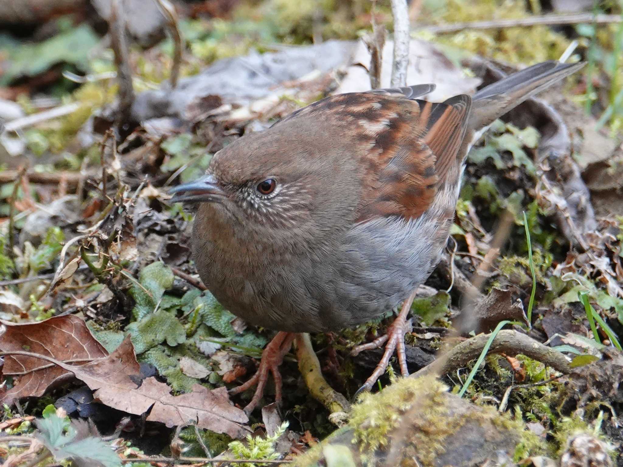 カヤクグリ