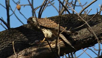 チョウゲンボウ 秋ヶ瀬公園 2021年3月6日(土)