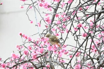 2022年3月7日(月) 宝梅の野鳥観察記録