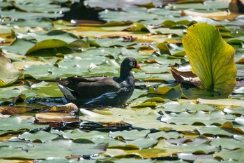 Common Moorhen Mikiyama Forest Park Sat, 10/15/2016