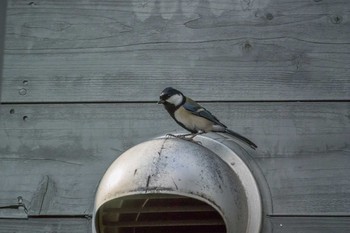 Japanese Tit Mikiyama Forest Park Thu, 11/3/2016