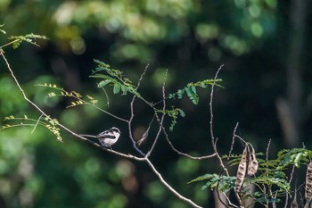 Long-tailed Tit Mikiyama Forest Park Thu, 11/3/2016