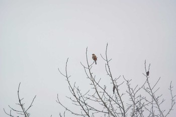 Daurian Redstart Mikiyama Forest Park Thu, 12/1/2016