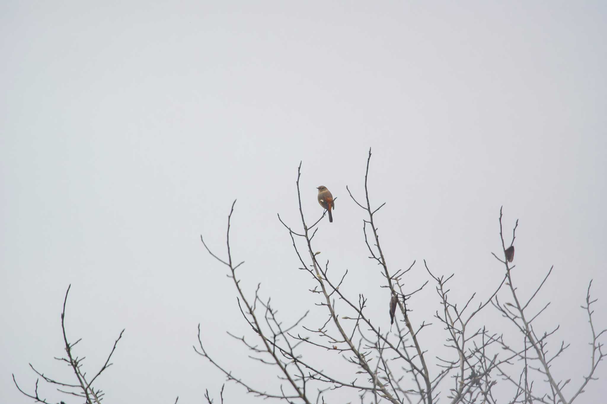 Photo of Daurian Redstart at Mikiyama Forest Park by ときのたまお