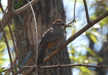 White-browed Laughingthrush Mine Park Fri, 3/4/2022