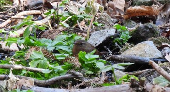 Eurasian Wren Mine Park Fri, 3/4/2022