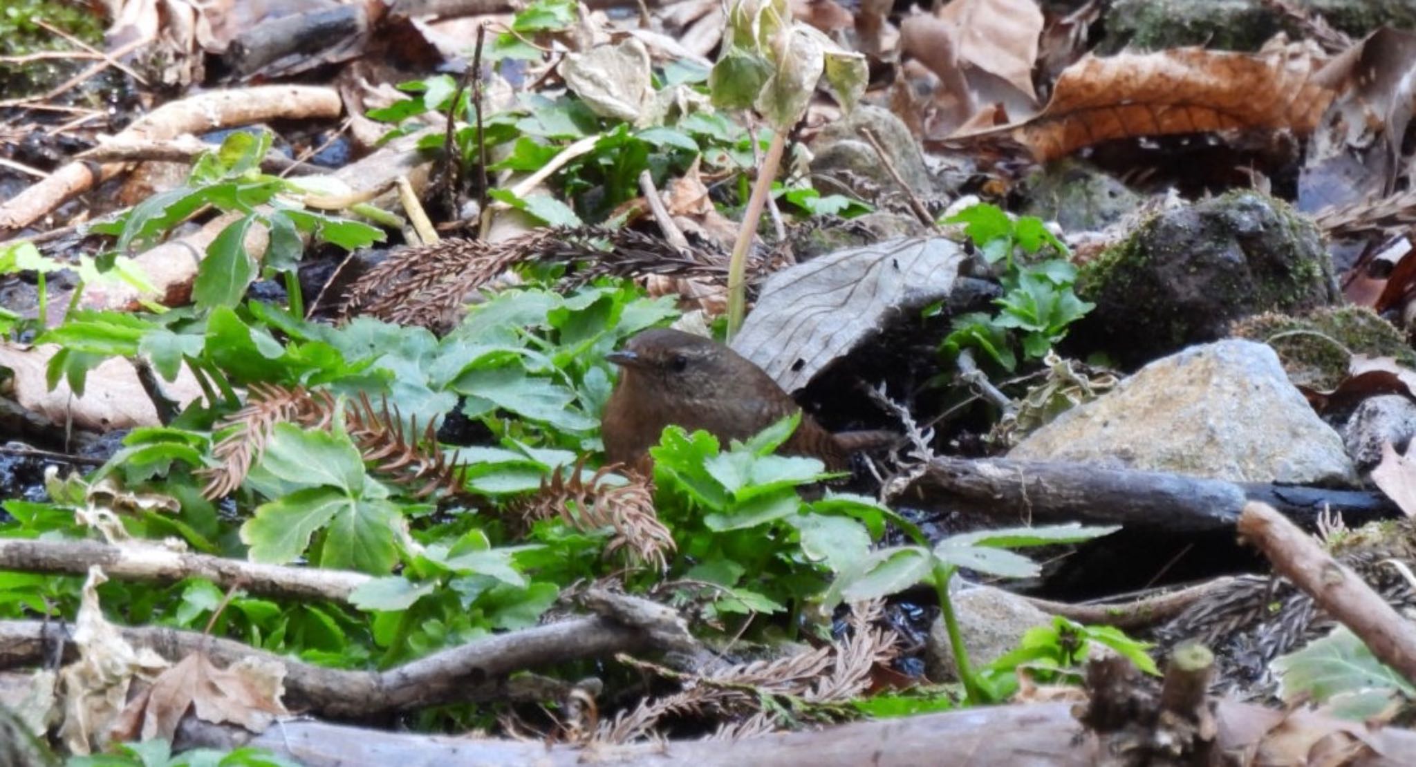 Photo of Eurasian Wren at Mine Park by 日本野鳥撮影の旅