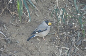 Japanese Grosbeak Mine Park Fri, 3/4/2022