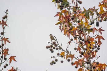 Grey-capped Greenfinch Mikiyama Forest Park Thu, 12/1/2016