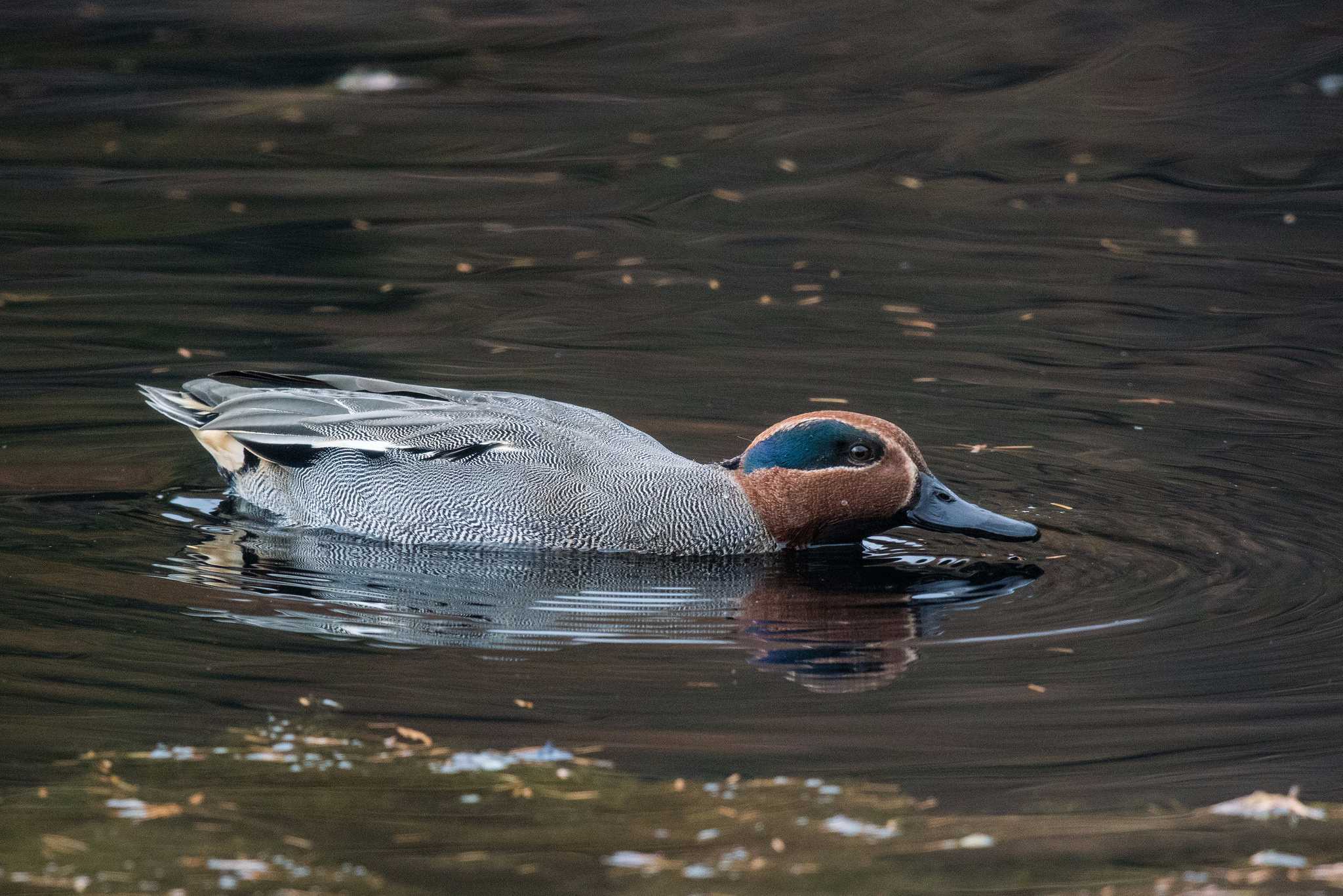 Photo of Eurasian Teal at Mikiyama Forest Park by ときのたまお