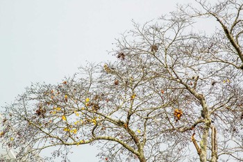 2016年12月1日(木) 三木山森林公園の野鳥観察記録