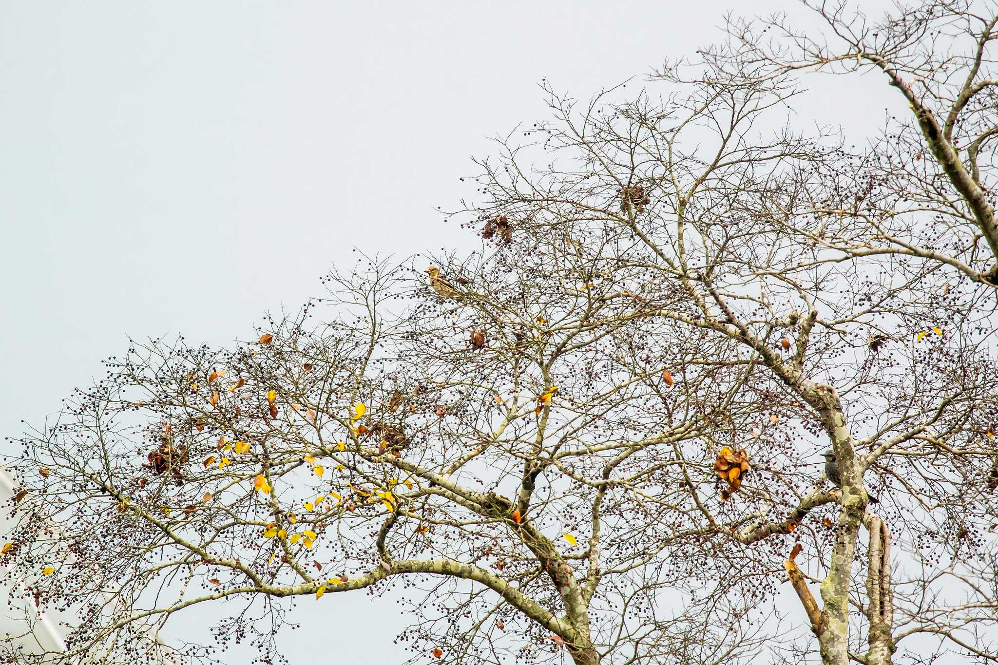 Photo of Hawfinch at Mikiyama Forest Park by ときのたまお