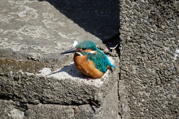 カワセミ 善福寺川緑地 2022年3月7日(月)