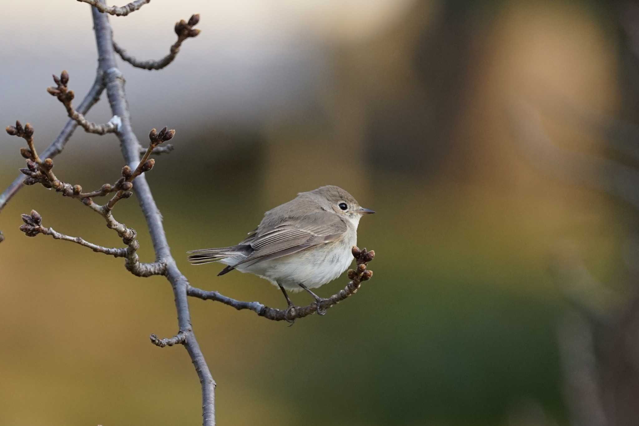 Red-breasted Flycatcher