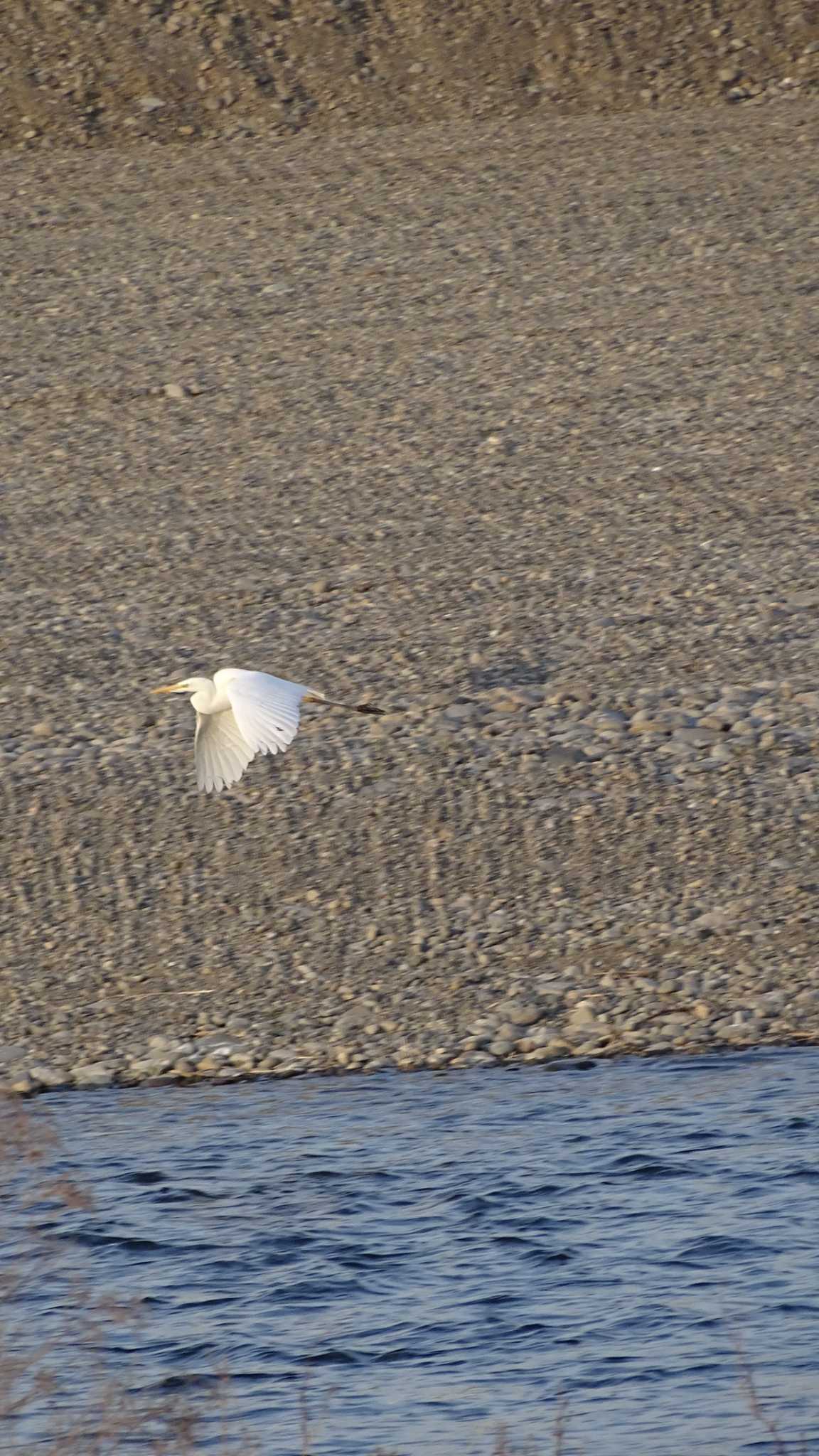 Great Egret