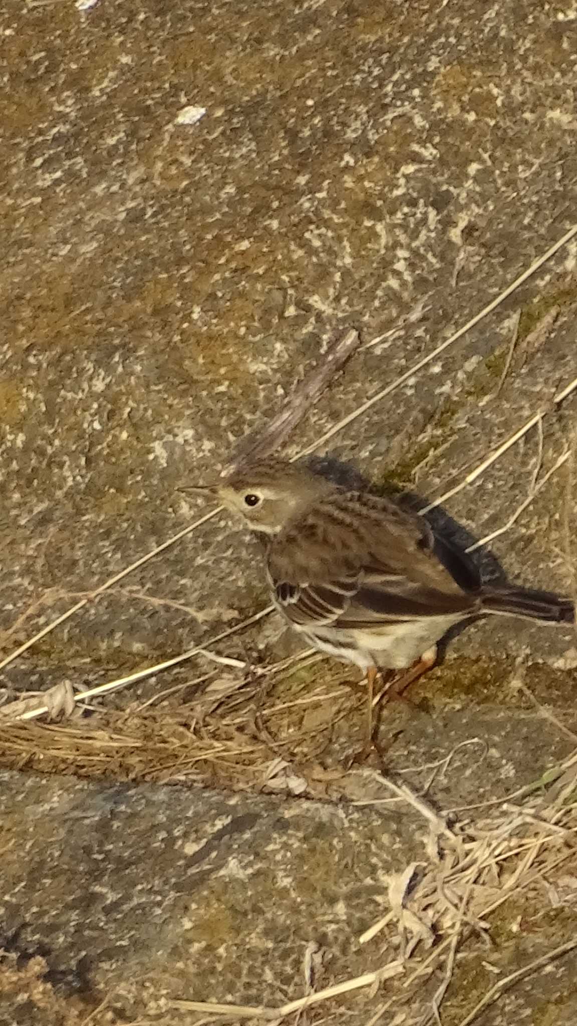 Photo of Water Pipit at 多摩川 by poppo