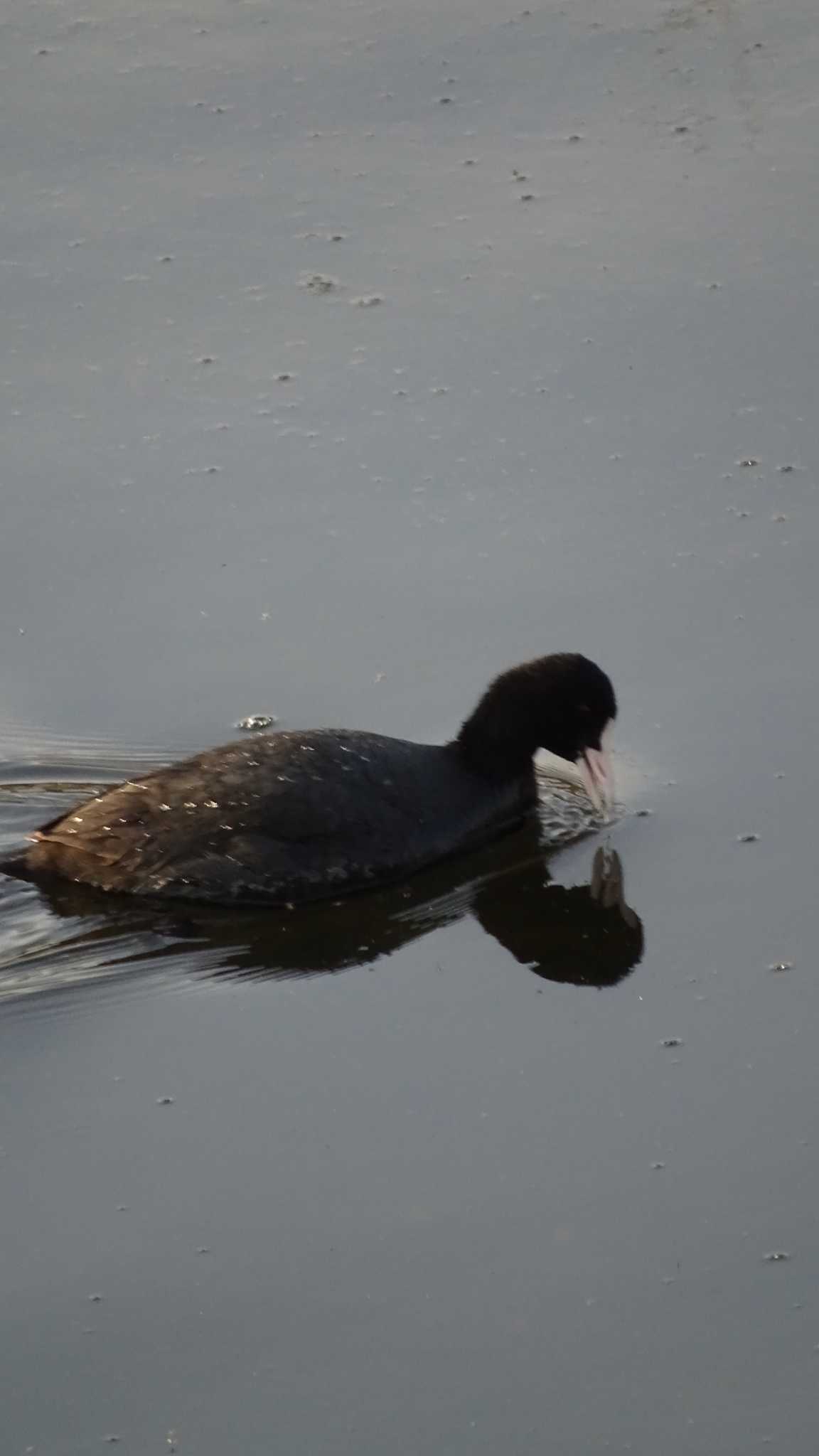 Eurasian Coot