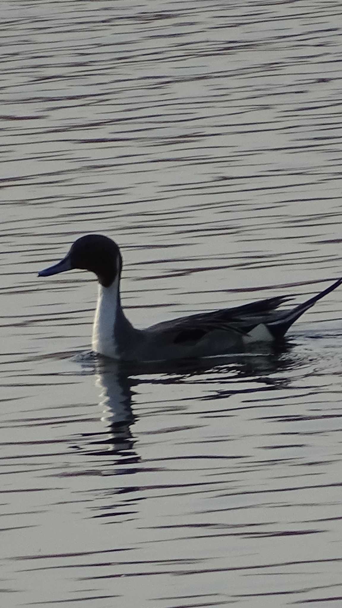 Northern Pintail