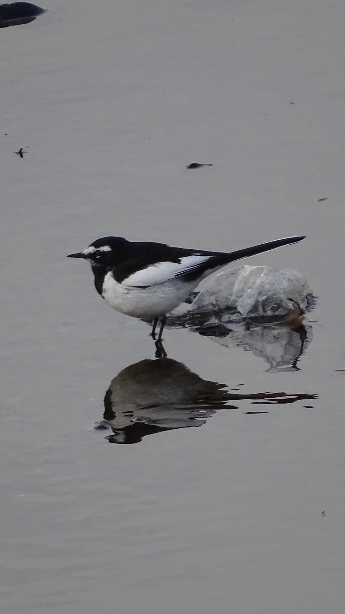 Japanese Wagtail