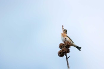 Brambling Mikiyama Forest Park Sat, 12/17/2016