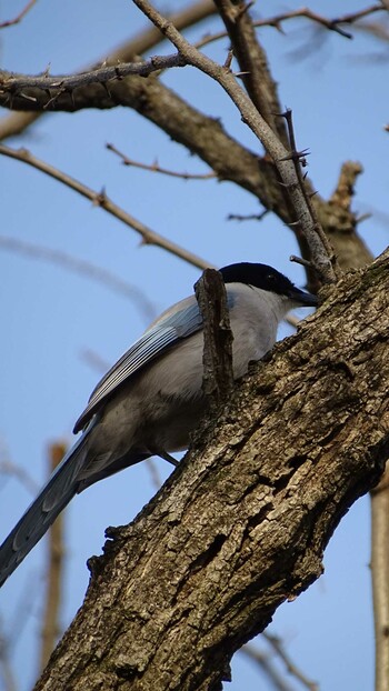 Azure-winged Magpie 多摩川 Mon, 3/7/2022