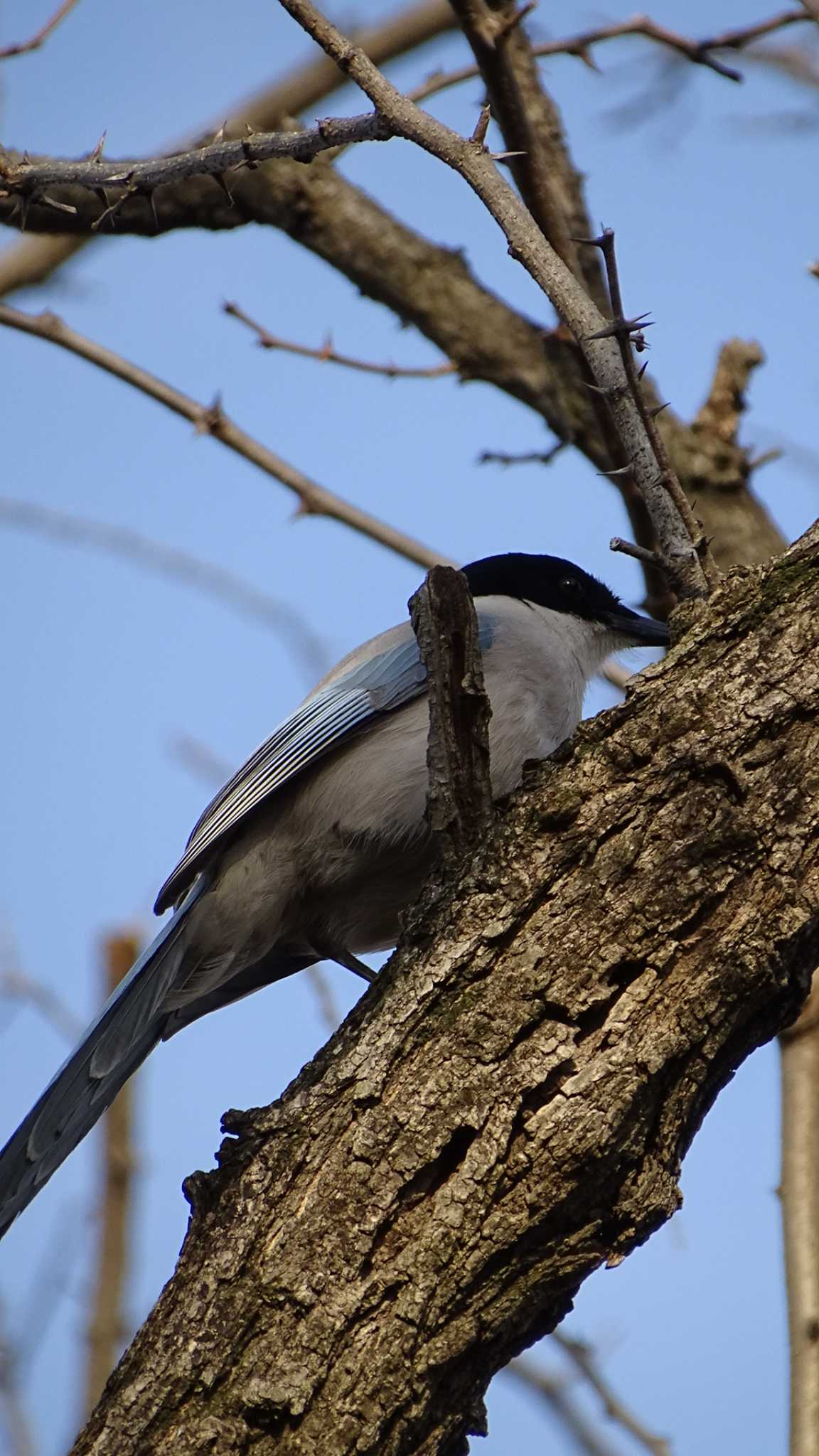 Azure-winged Magpie