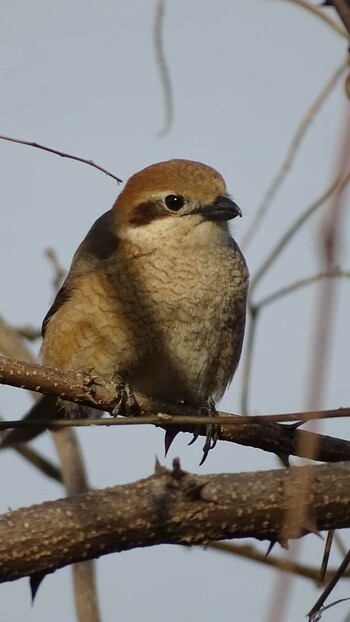 Bull-headed Shrike 多摩川 Mon, 3/7/2022