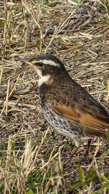 Dusky Thrush 多摩川 Mon, 3/7/2022