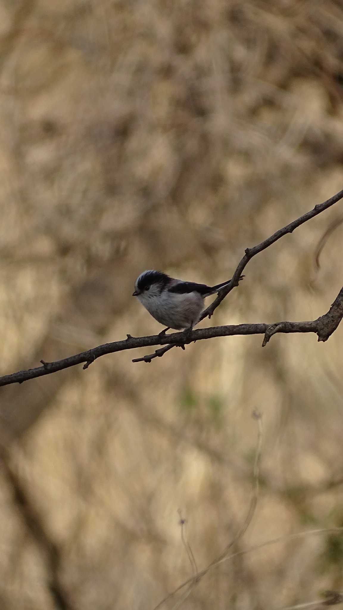 Long-tailed Tit