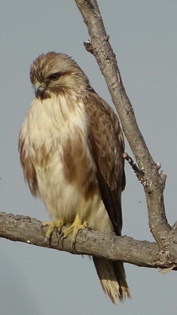 Eastern Buzzard 多摩川 Mon, 3/7/2022