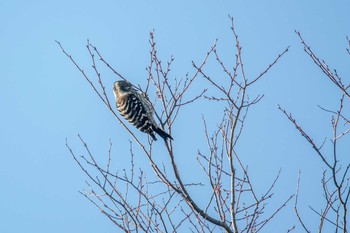 コゲラ 三木山森林公園 2016年12月17日(土)