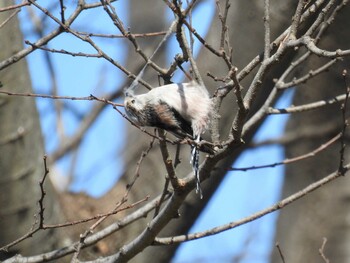 2022年3月6日(日) 綾瀬川の野鳥観察記録