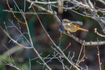 Daurian Redstart Mikiyama Forest Park Sat, 12/17/2016