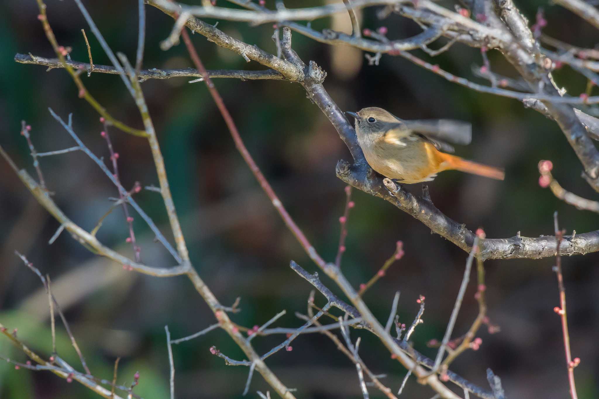 Photo of Daurian Redstart at Mikiyama Forest Park by ときのたまお