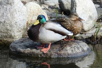 マガモ 天拝山歴史自然公園 2022年3月6日(日)