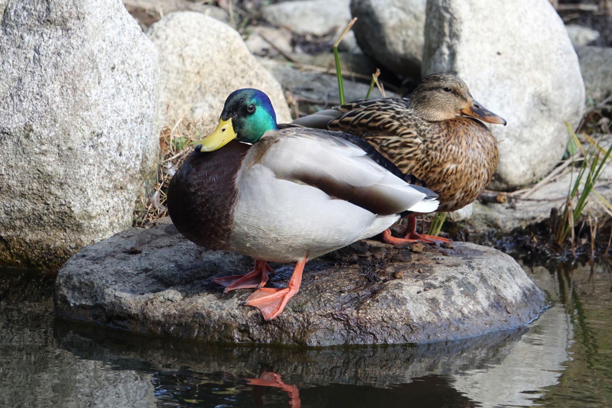 天拝山歴史自然公園 マガモの写真 by O S