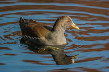 Common Moorhen Mikiyama Forest Park Sat, 12/17/2016