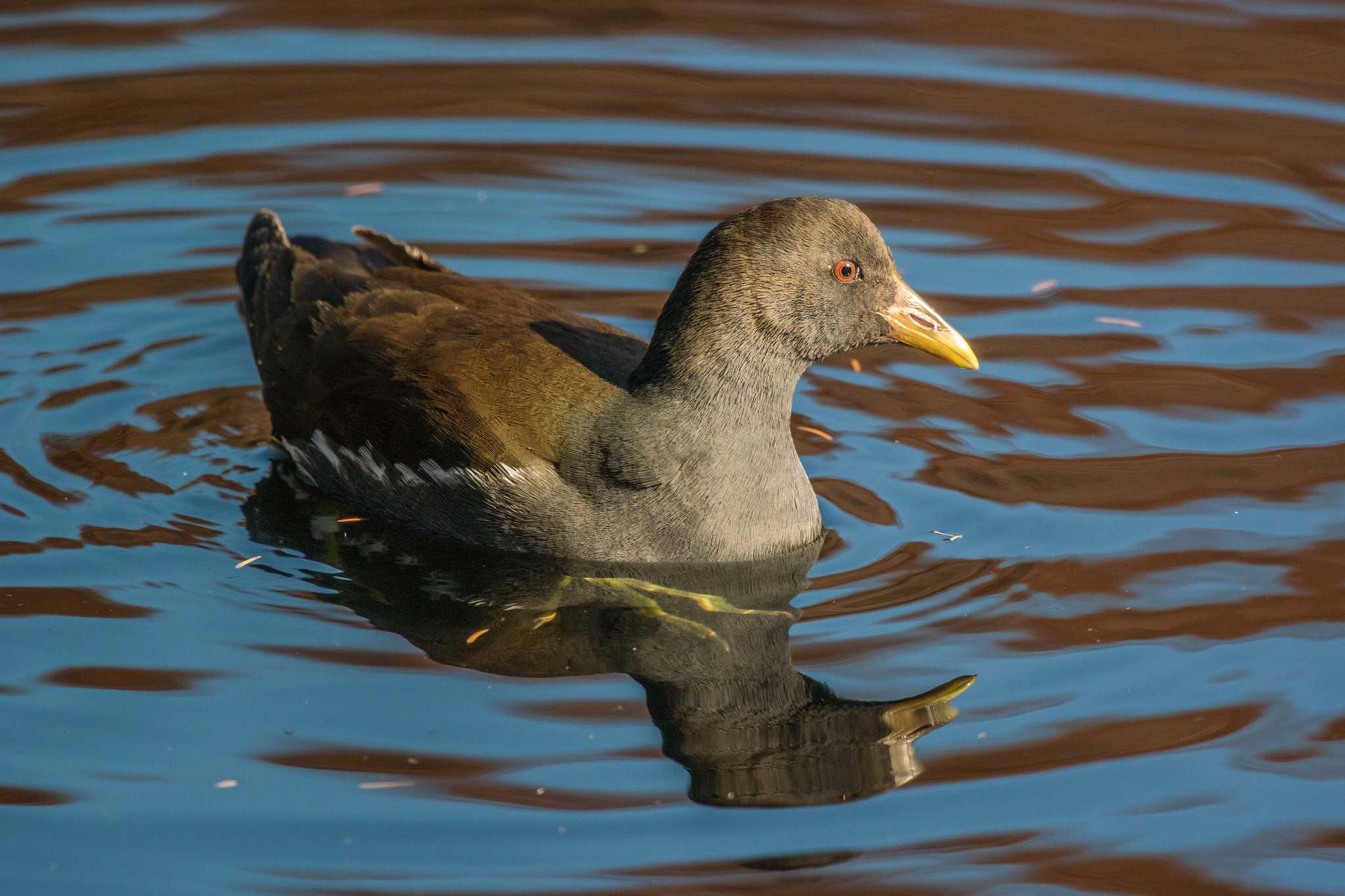 Photo of Common Moorhen at Mikiyama Forest Park by ときのたまお