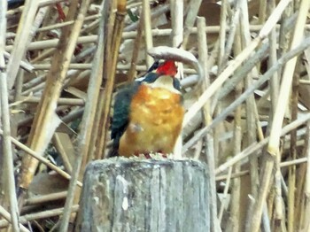 2022年3月7日(月) 舞岡公園の野鳥観察記録