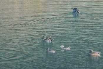 トモエガモ 三木山森林公園 2016年12月17日(土)