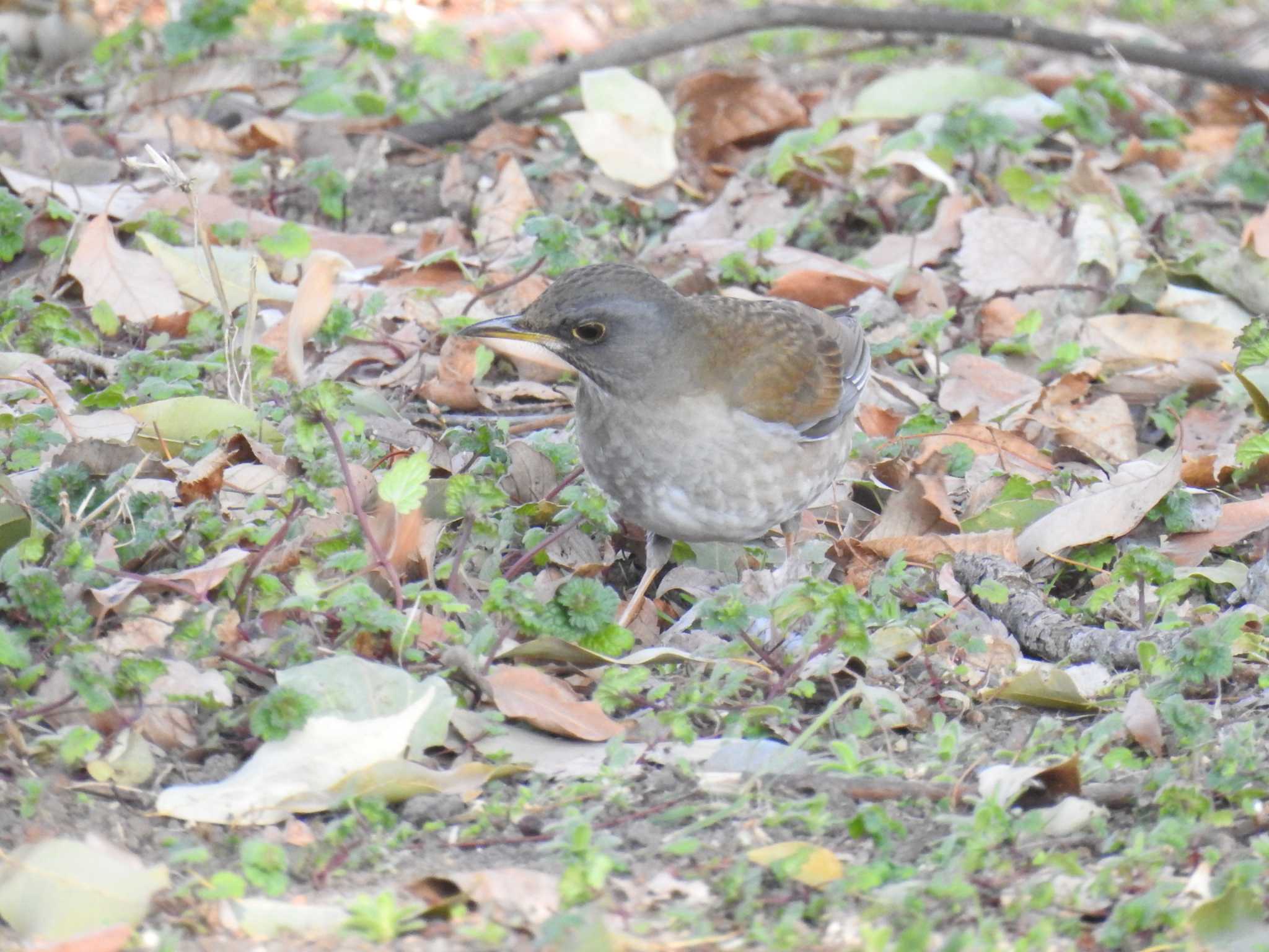 Pale Thrush