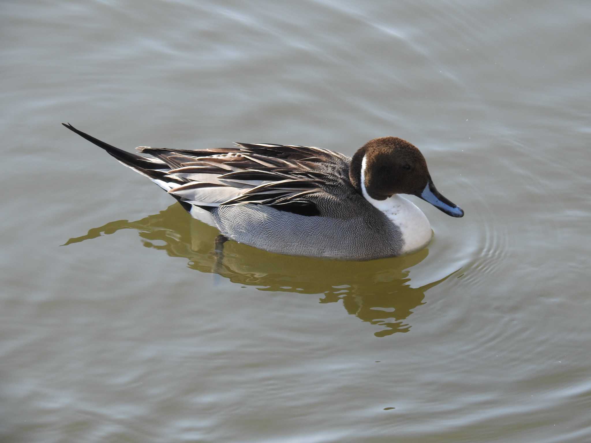 Northern Pintail