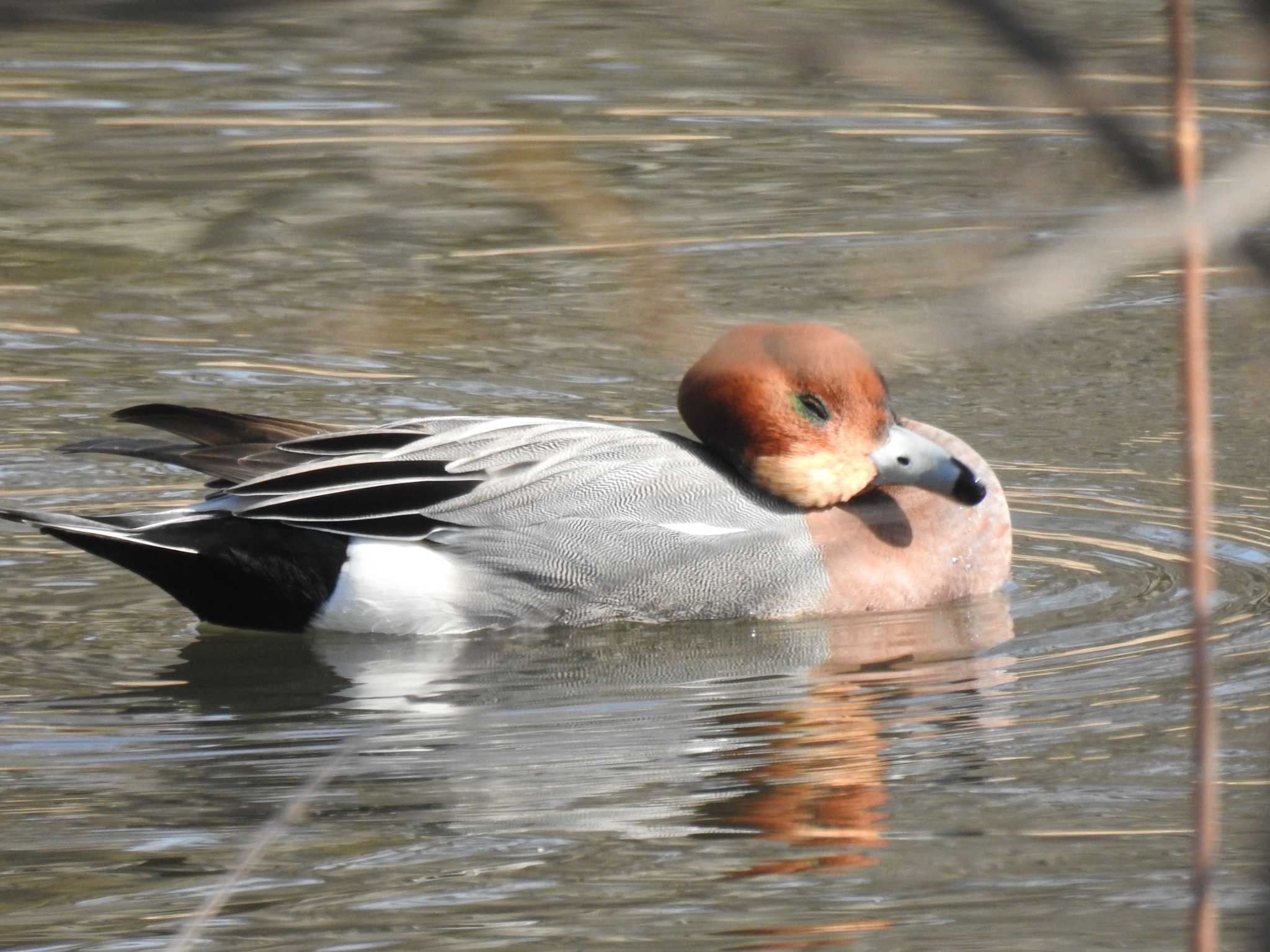 Eurasian Wigeon