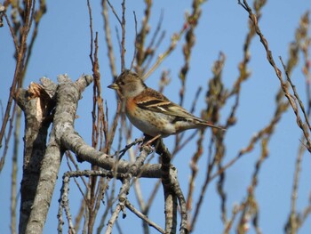 Brambling とちぎわんぱく公園 Sat, 3/5/2022