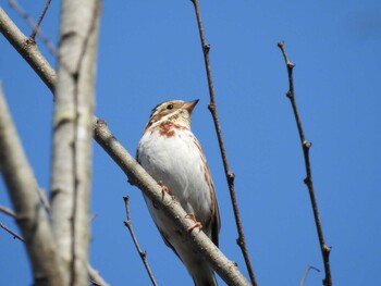 Rustic Bunting とちぎわんぱく公園 Sat, 3/5/2022