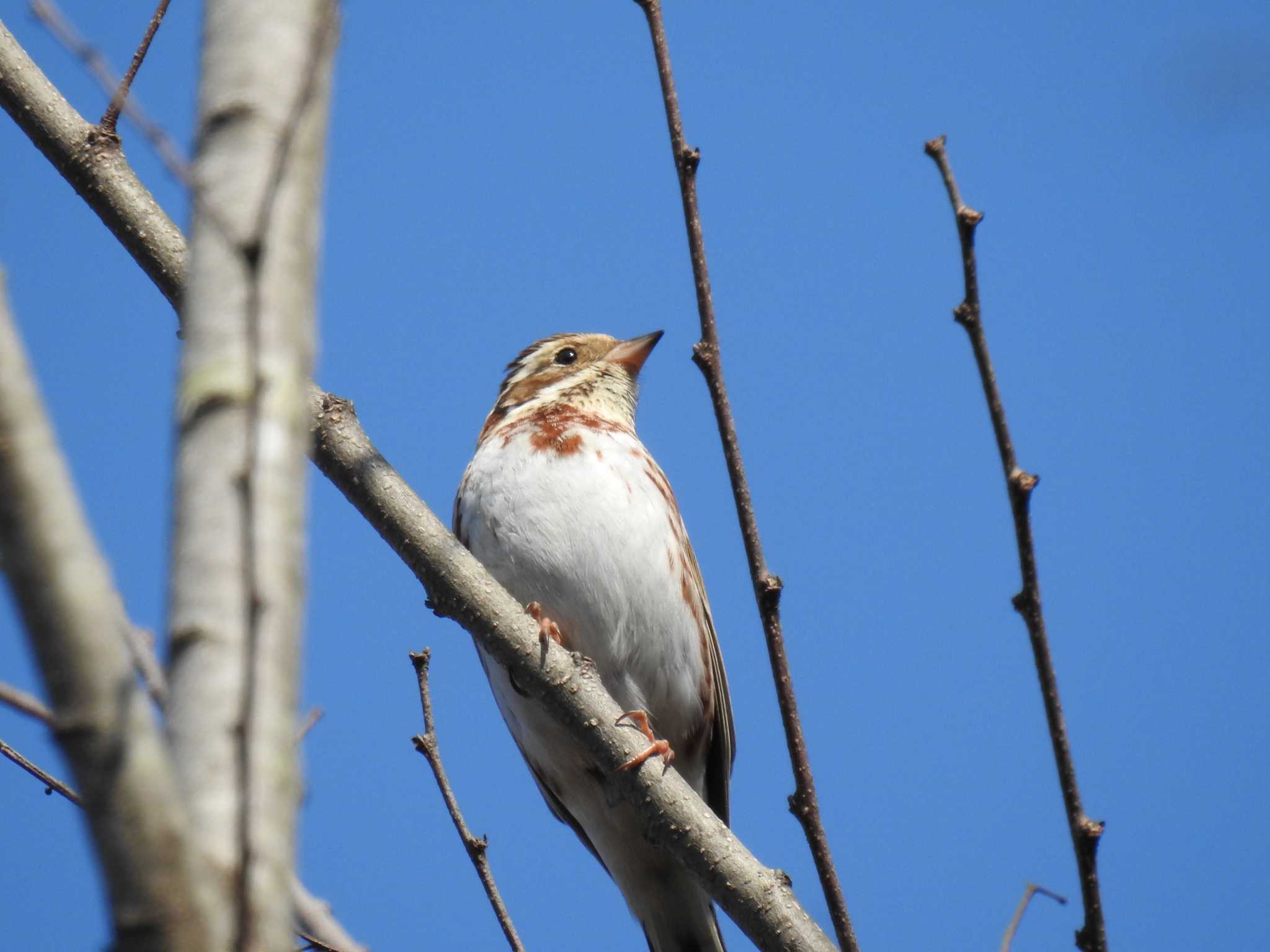 Rustic Bunting