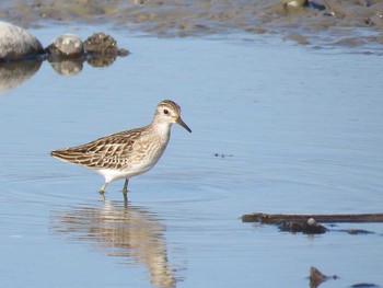 Long-toed Stint 愛知県 Unknown Date